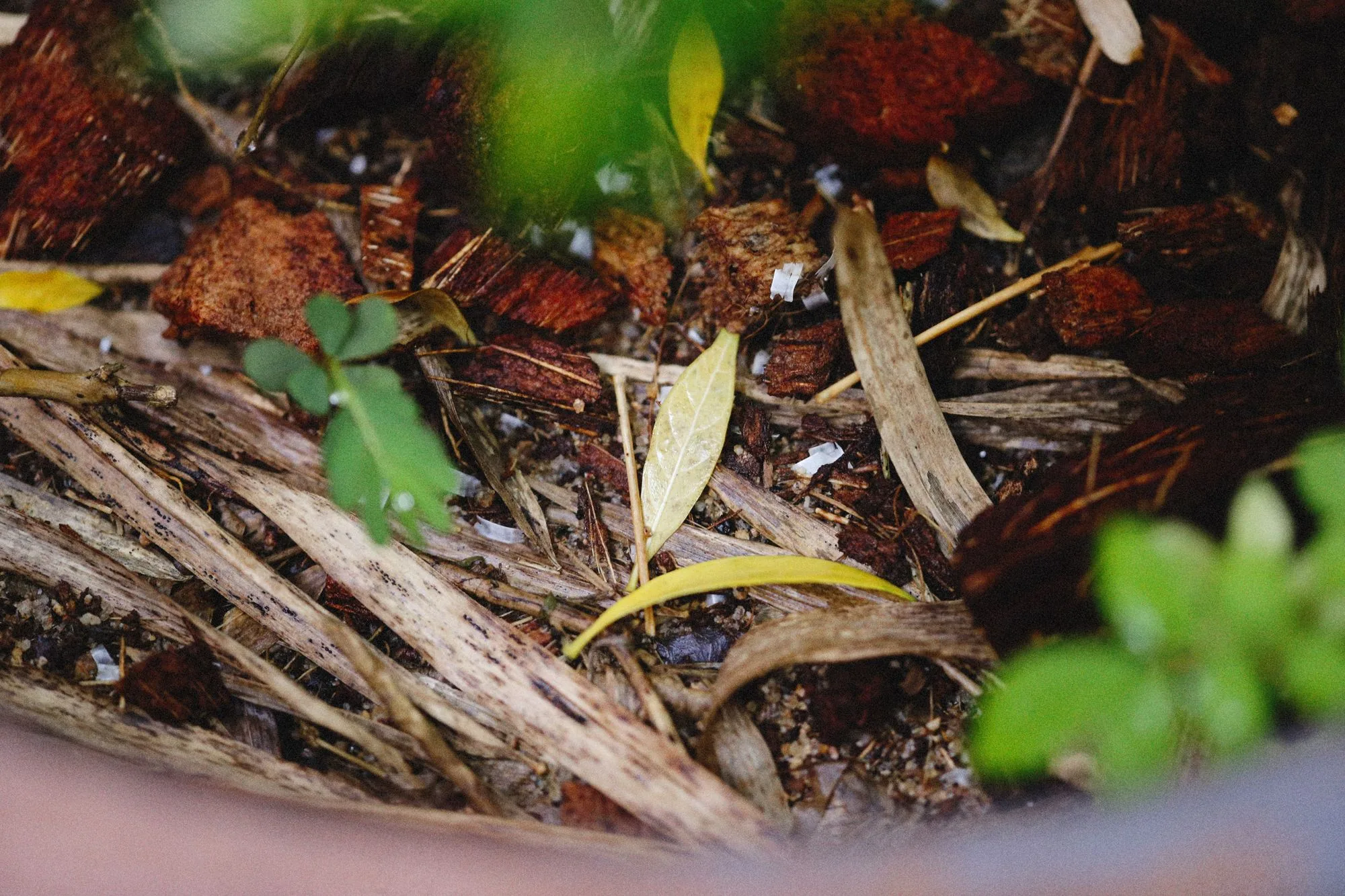 Materia orgánica y compost sobre el suelo