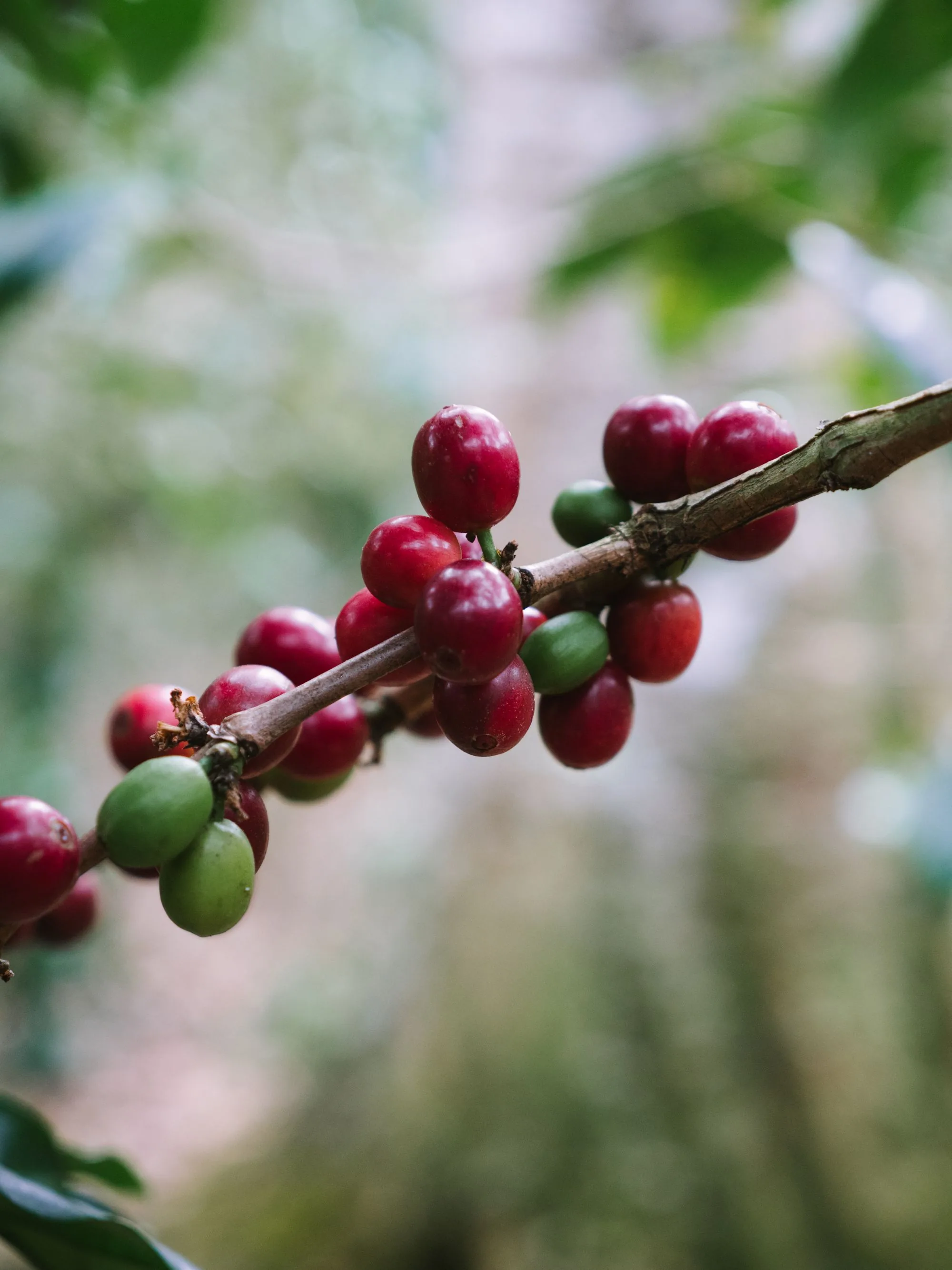 Frutos de café en una rama