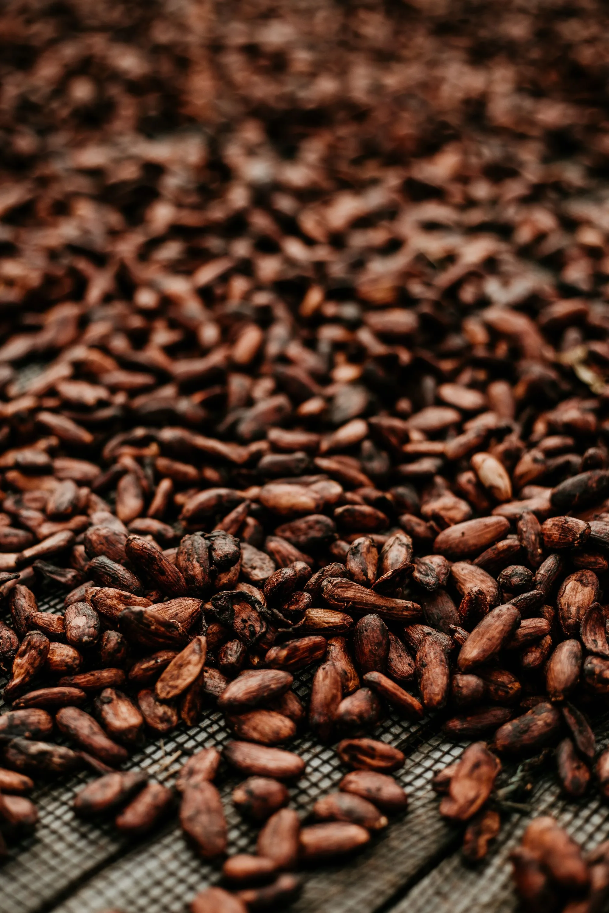 Granos de cacao extendidos durante el secado