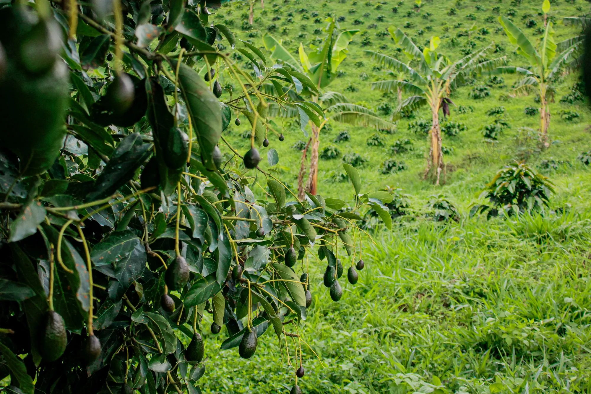 Paisaje de cultivo de aguacate y plátano
