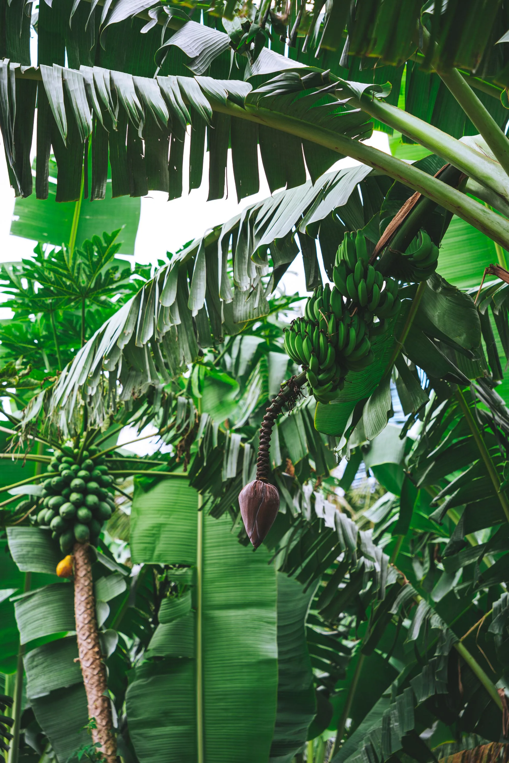 Cultivo de plátano con frutos en formación