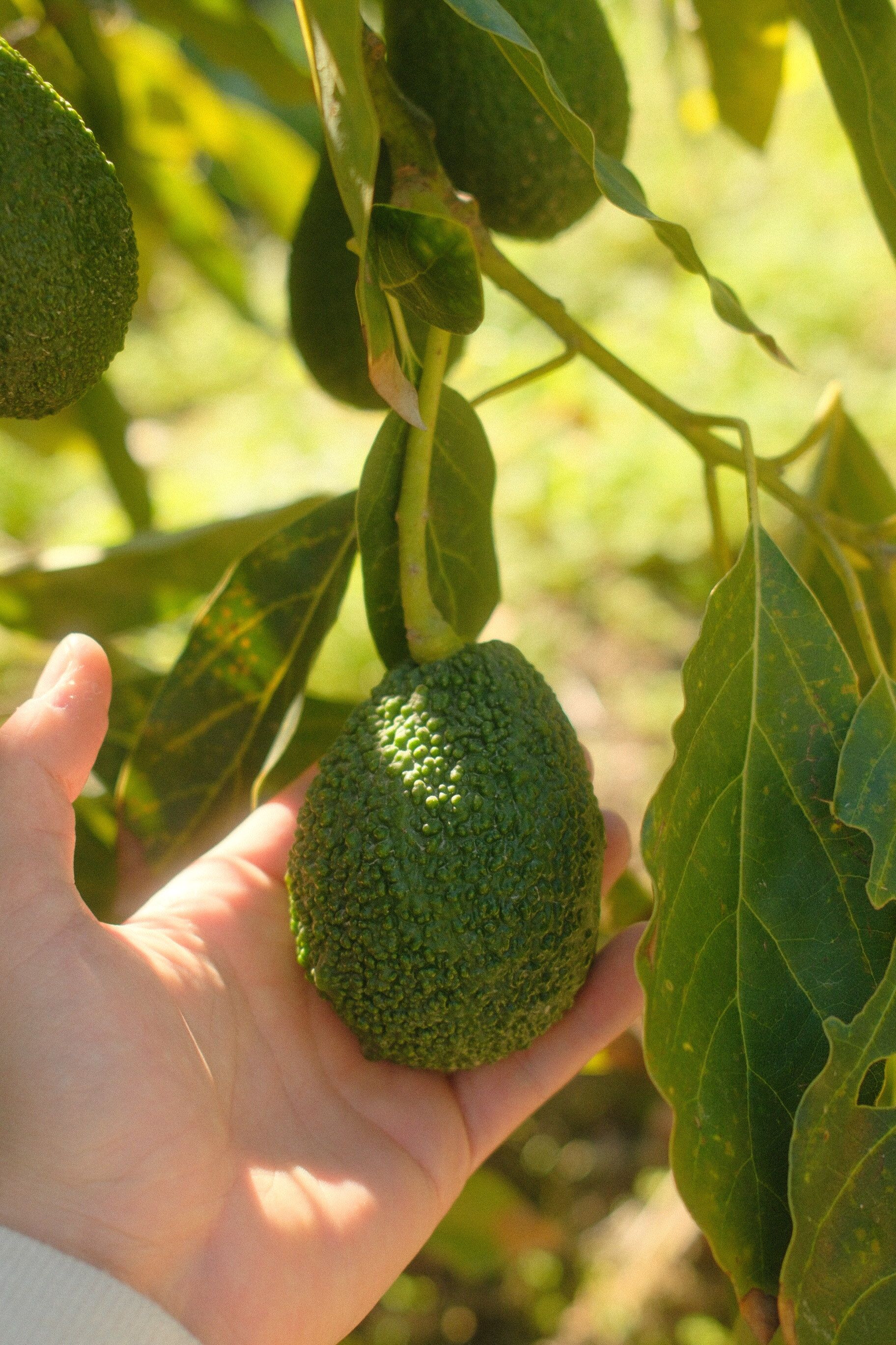 Una mano sostiene un aguacate en su árbol