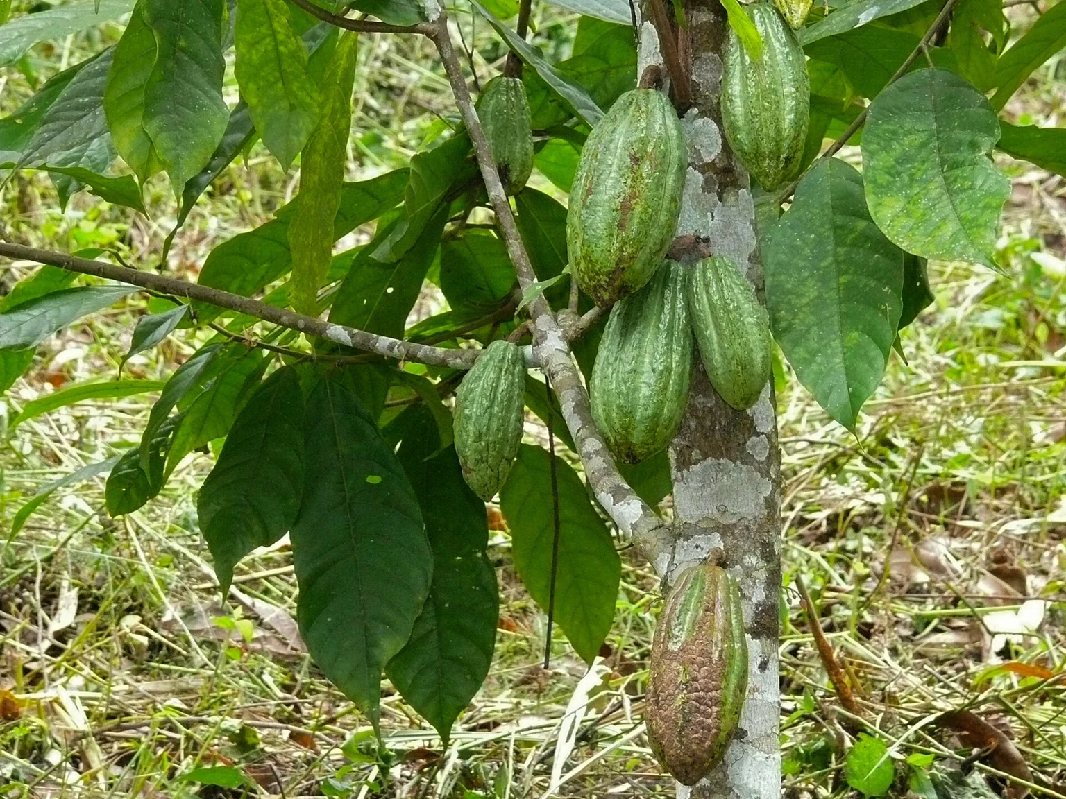 Árbol de cacao con varias mazorcas verdes creciendo en el tronco