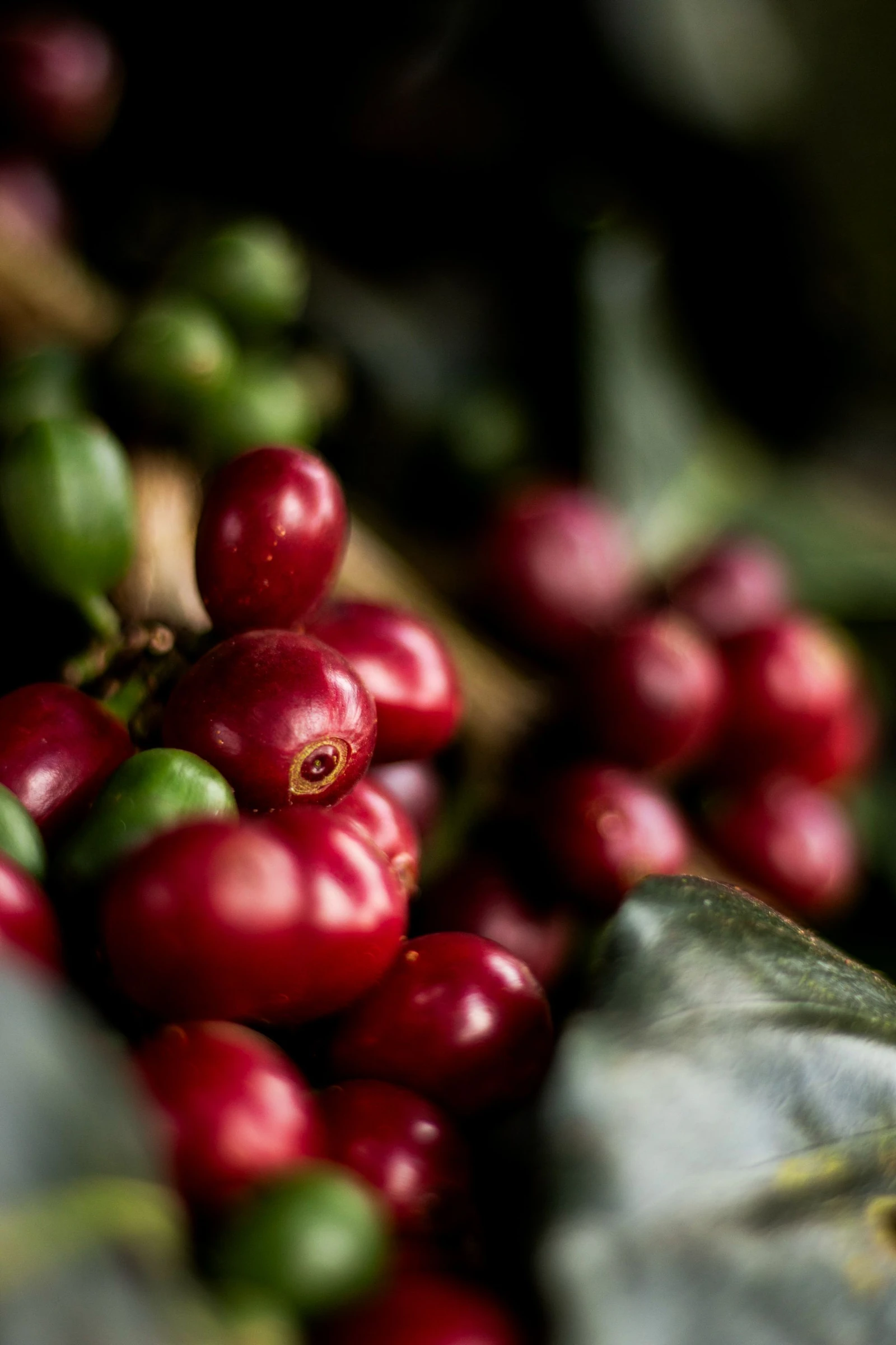 Fotografía real de café en la planta.