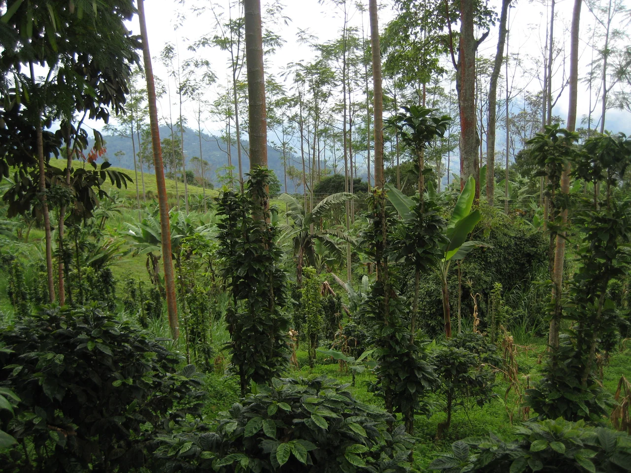Finca cafetera rodeada de vegetación en Colombia
