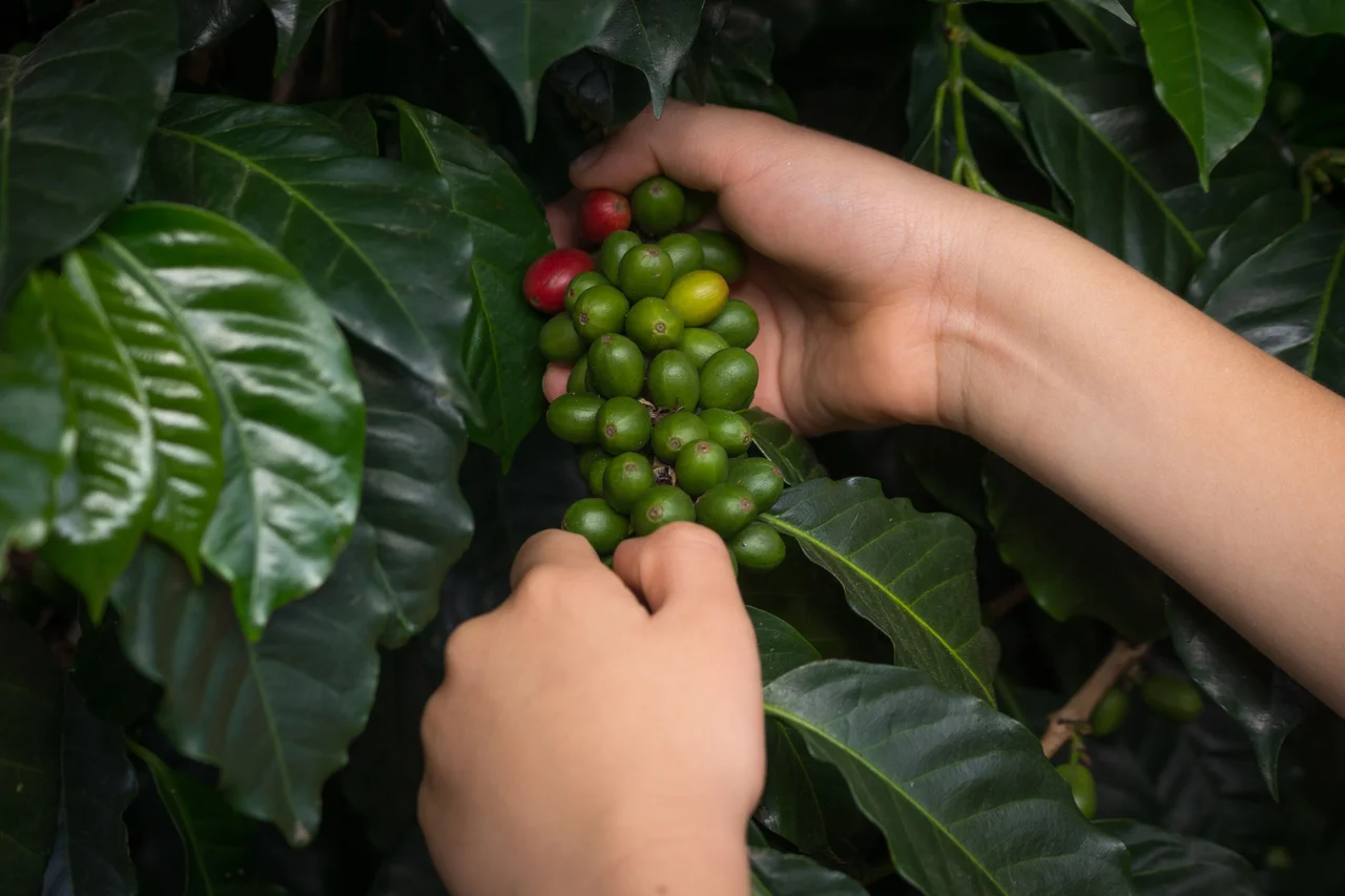 Manos recolectando frutos del cafeto en Colombia