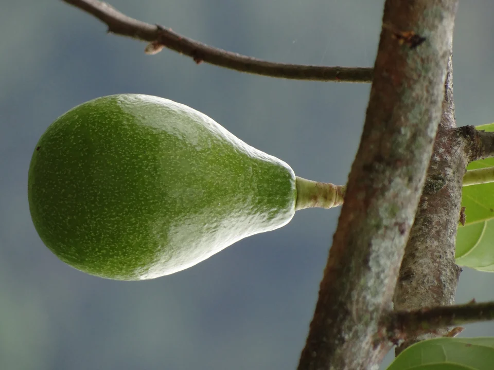 Aguacate creciendo en Cundinamarca, Colombia